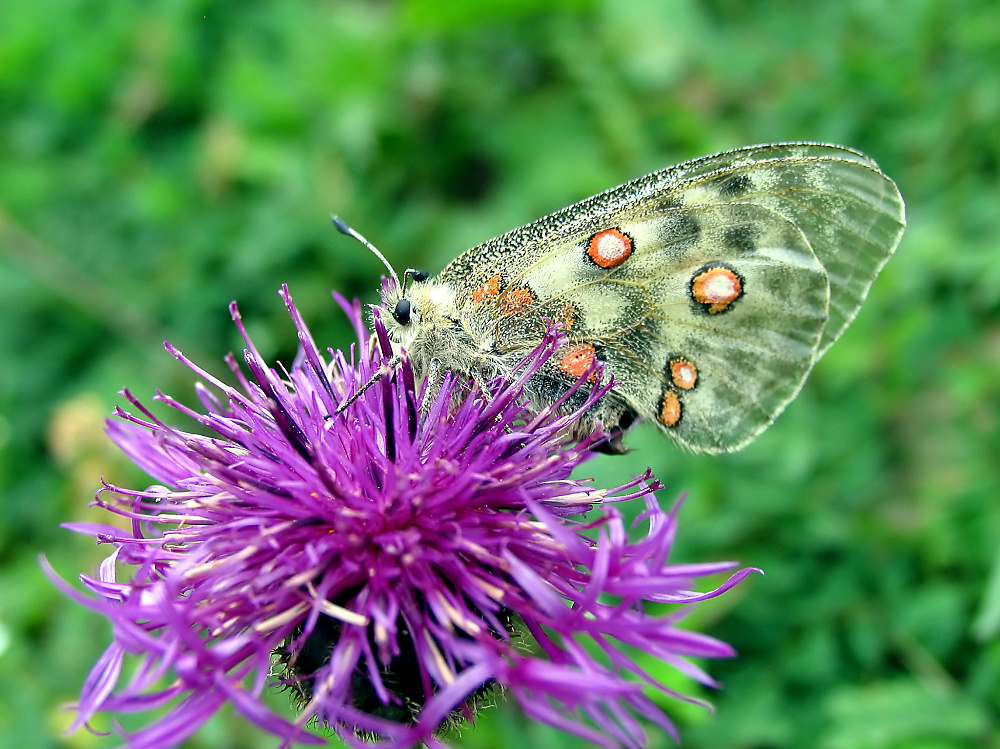 Schmetterling