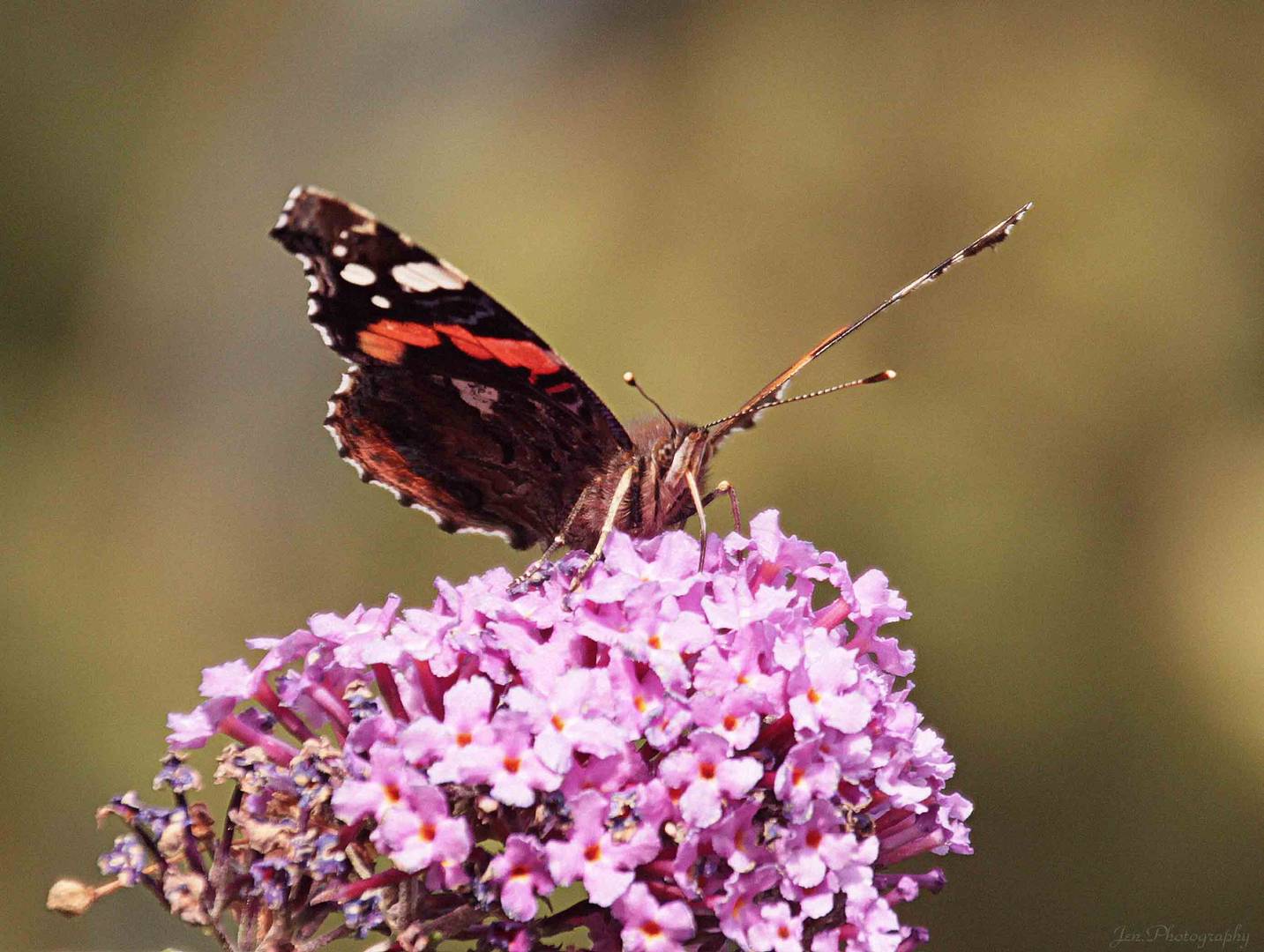 Schmetterling :)