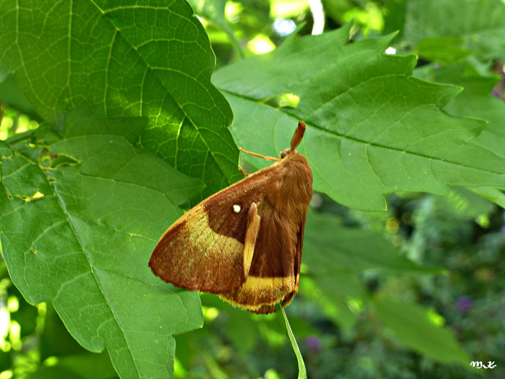 Schmetterling