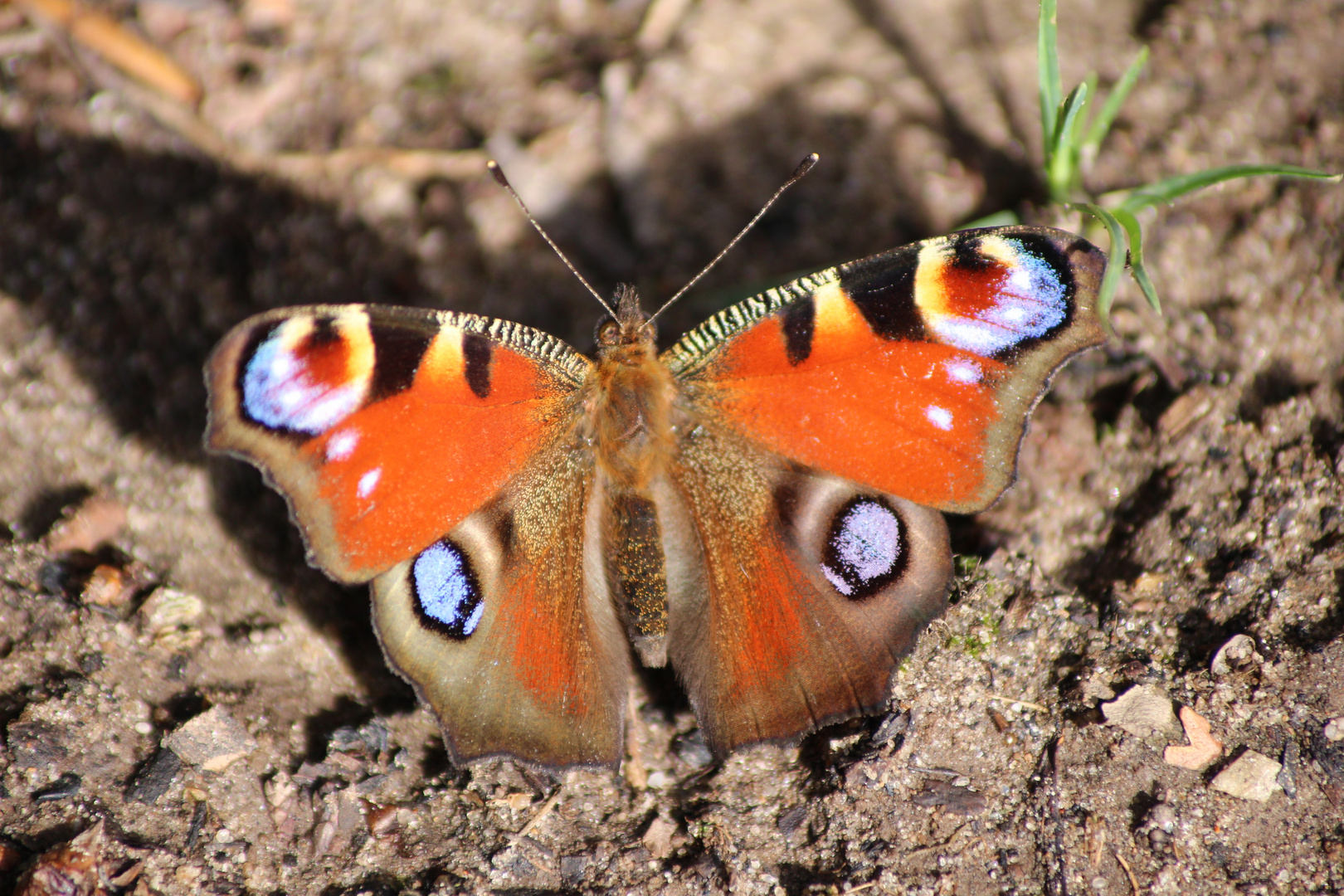 Schmetterling