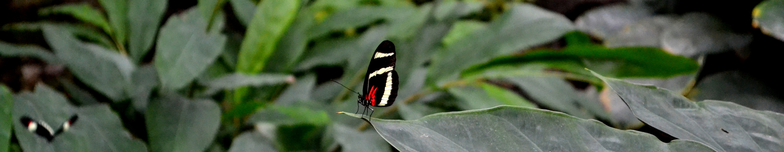 Schmetterling