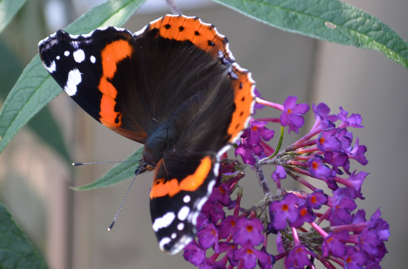 Schmetterling