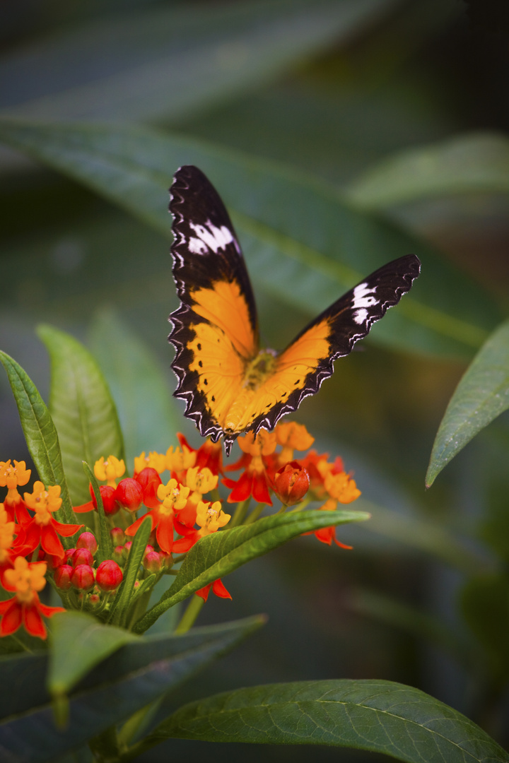 Schmetterling