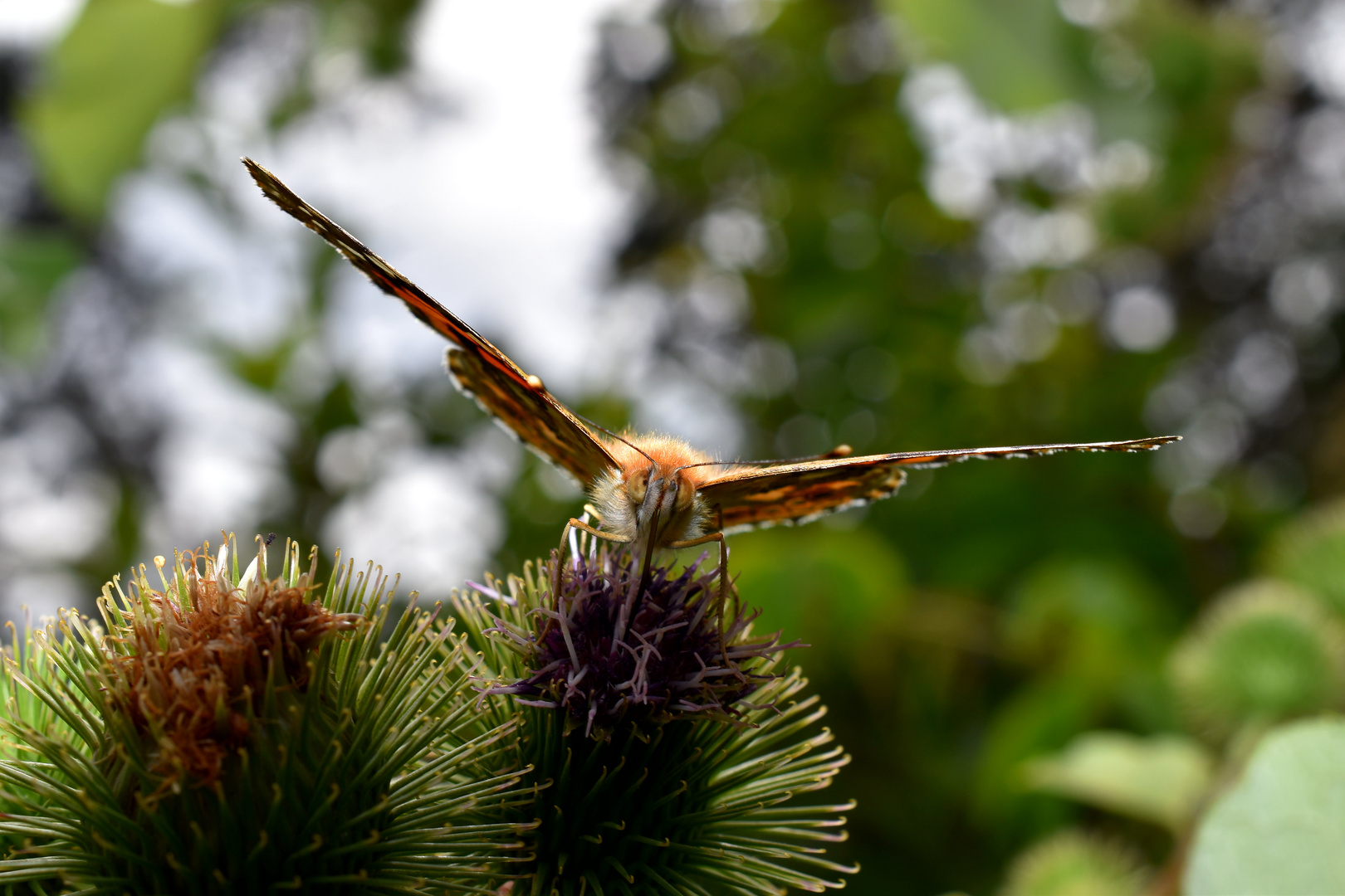 Schmetterling