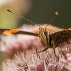 Schmetterling