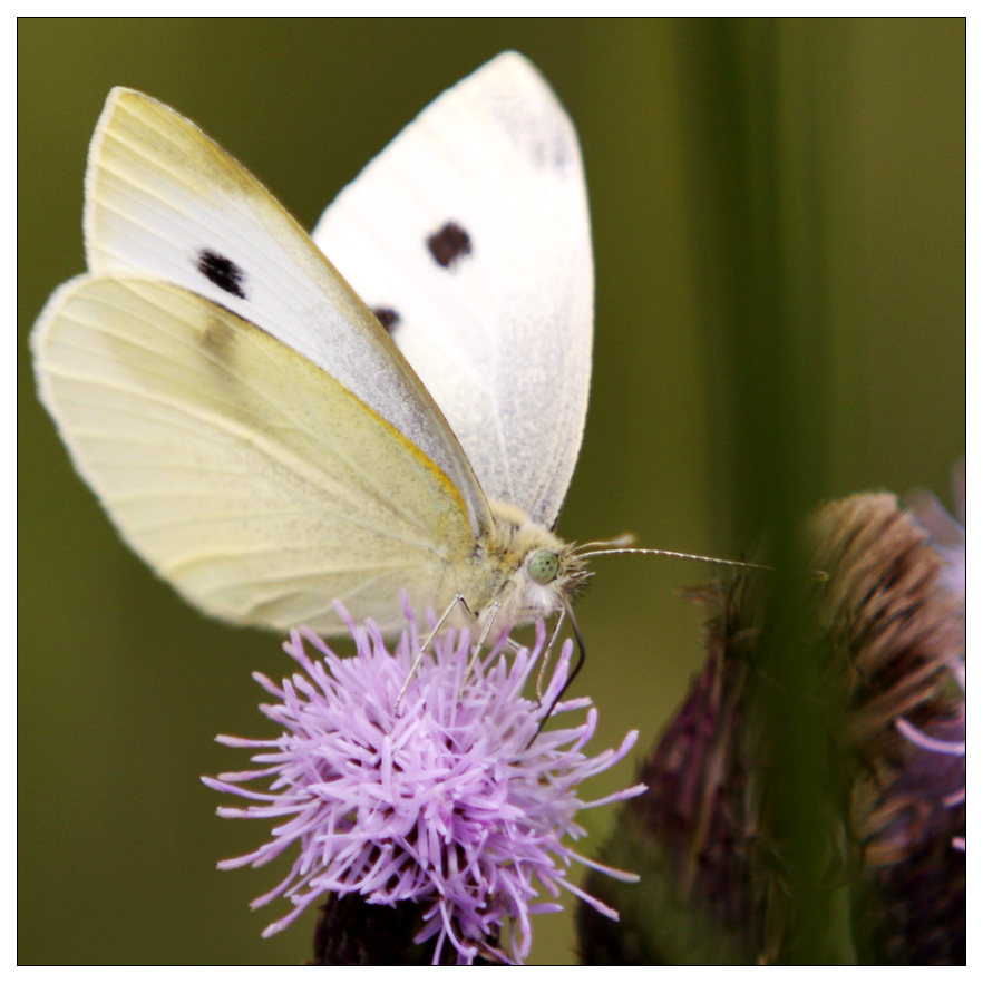 Schmetterling, 280 mm, Bl. 4, 1/500, Abstand 1,5 m