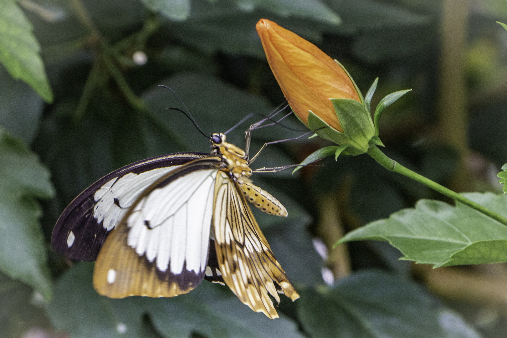 Schmetterling