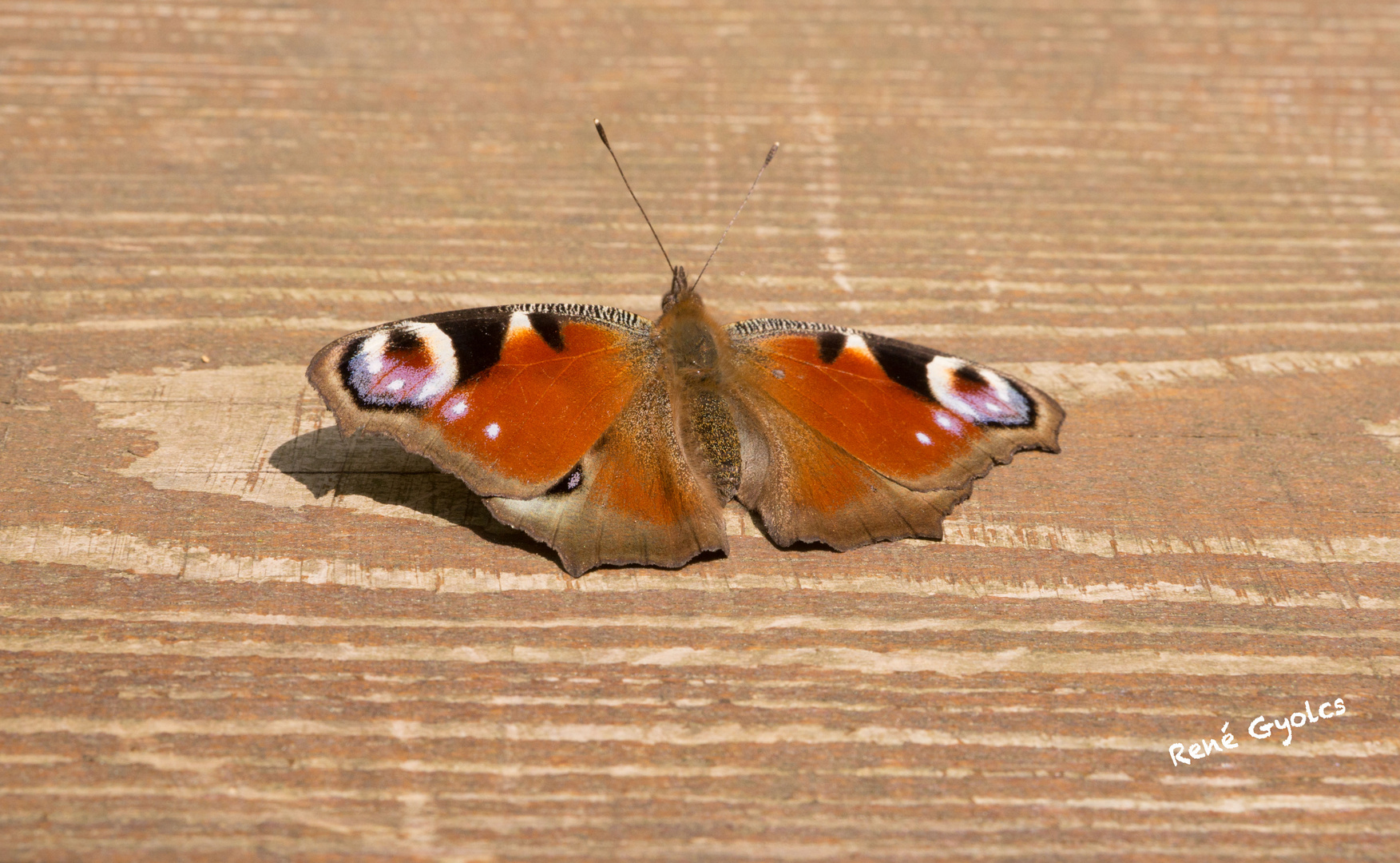 Schmetterling