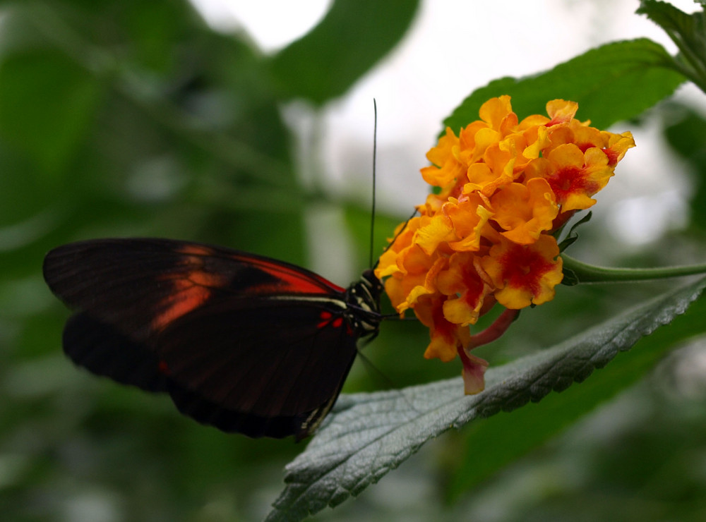 Schmetterling