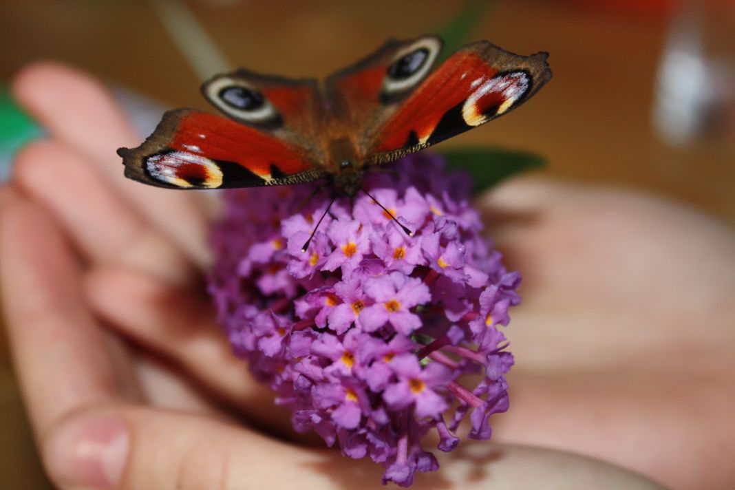 Schmetterling