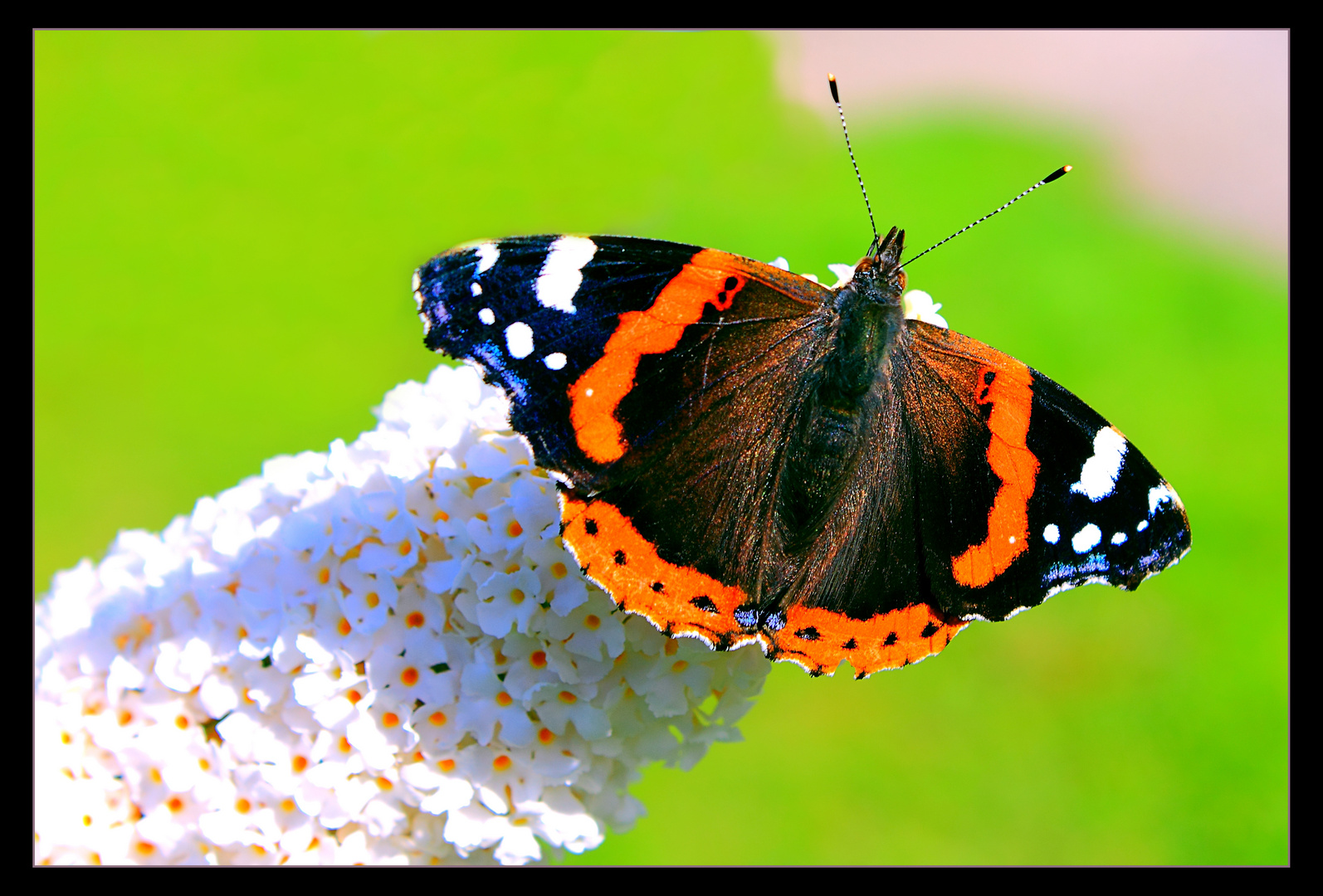 Schmetterling