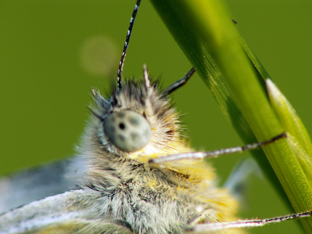 Schmetterling