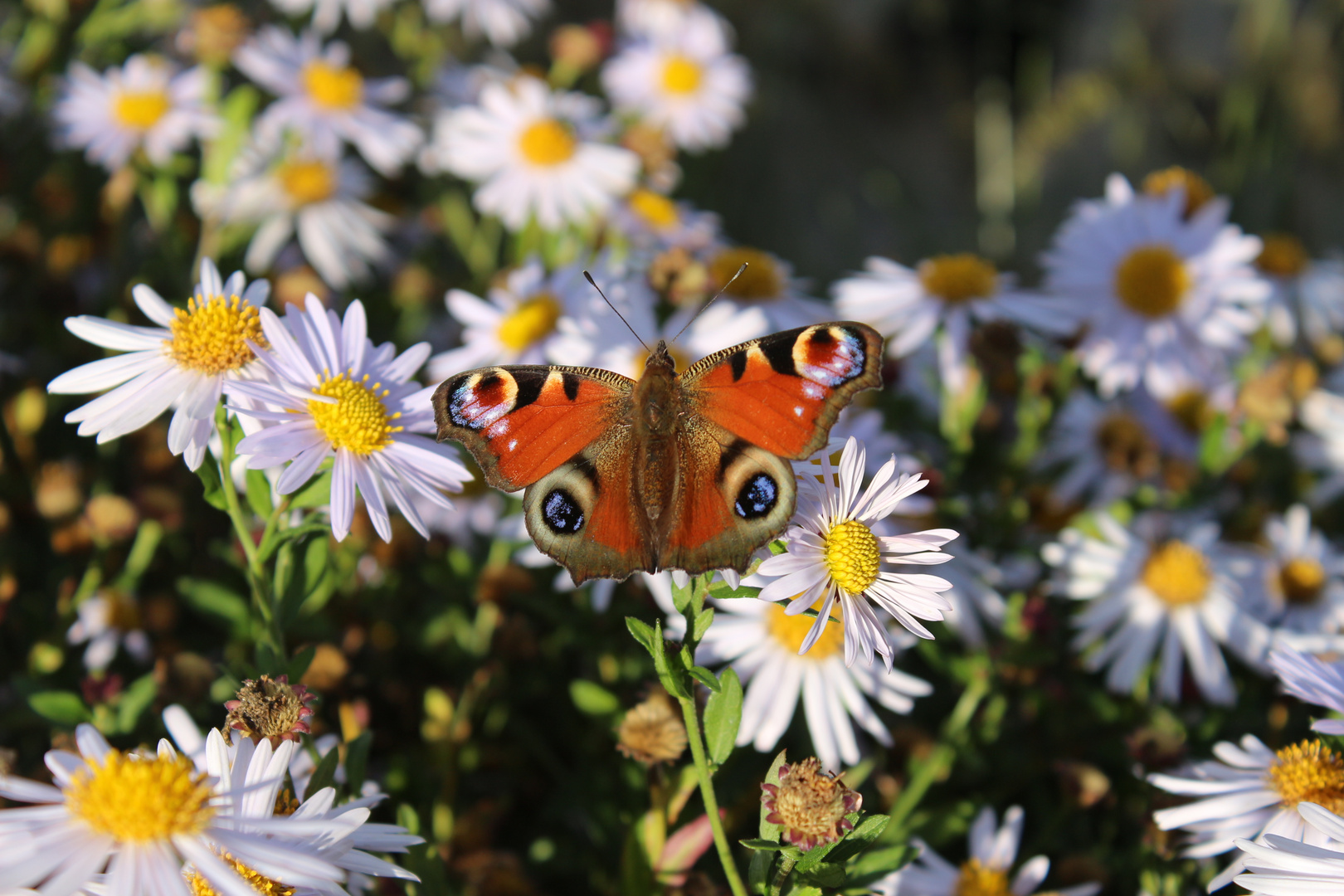 Schmetterling 