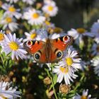 Schmetterling 