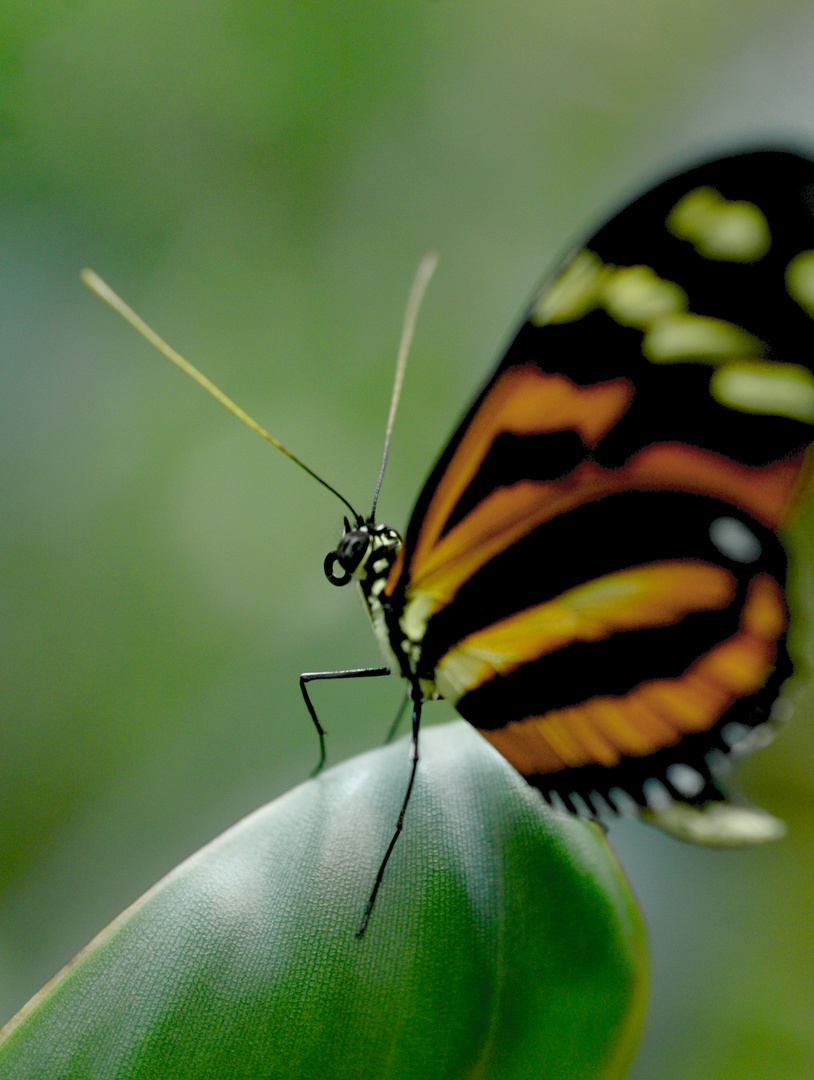 Schmetterling