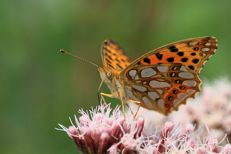 Schmetterling