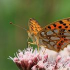 Schmetterling