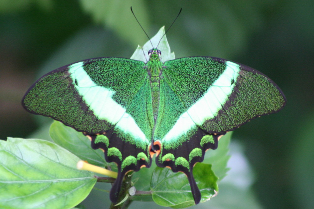 Schmetterling