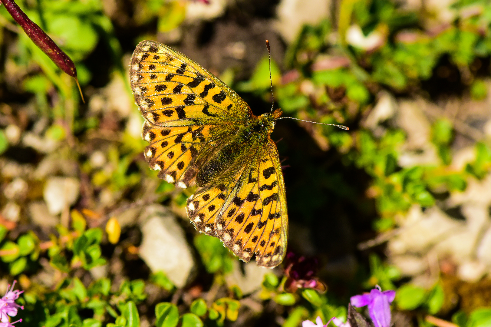 schmetterling 