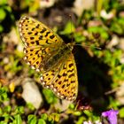 schmetterling 