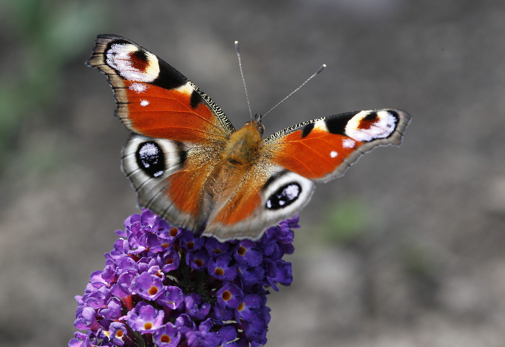 schmetterling