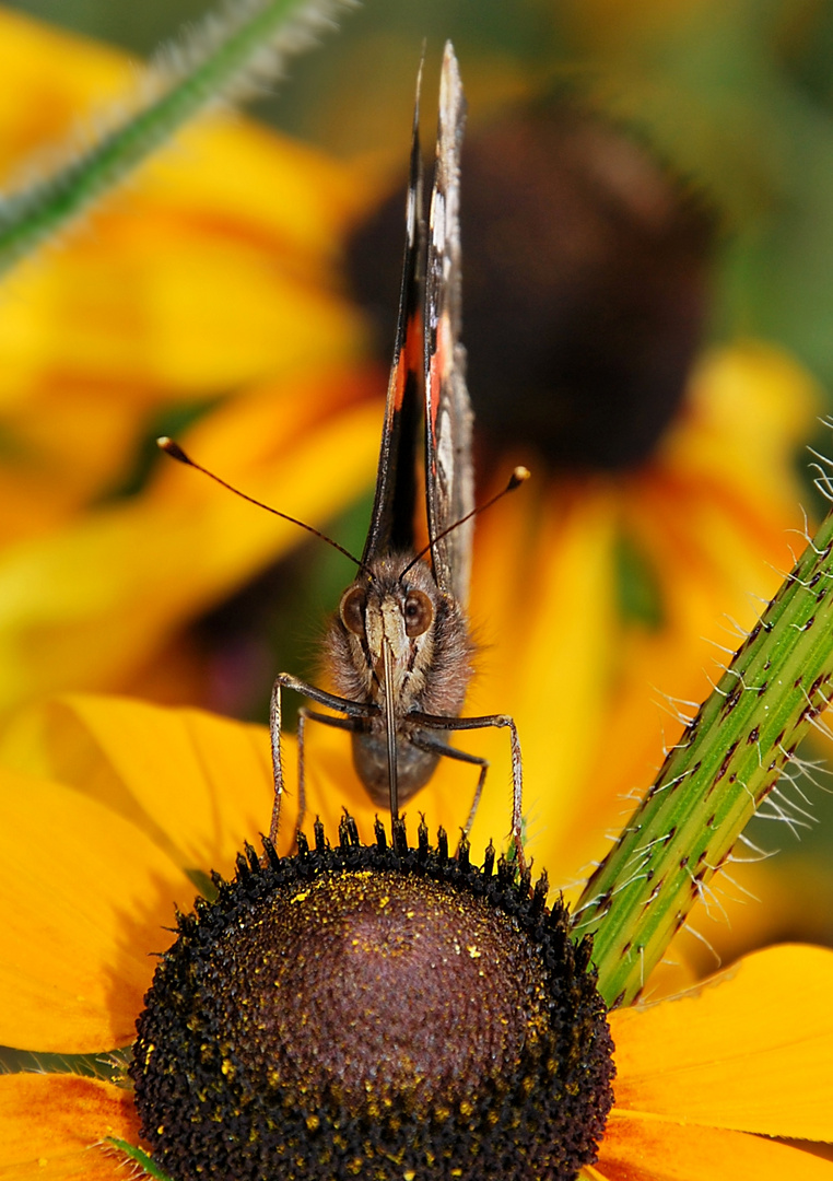 Schmetterling