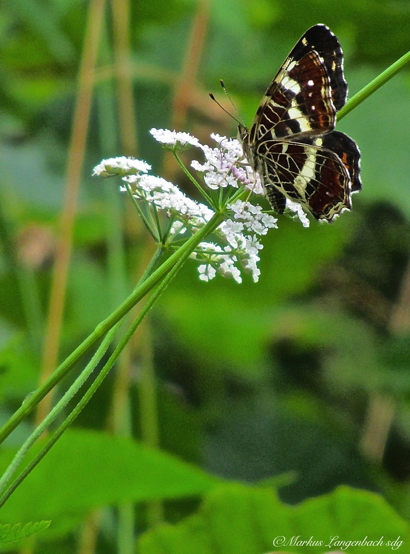 Schmetterling