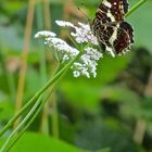 Schmetterling