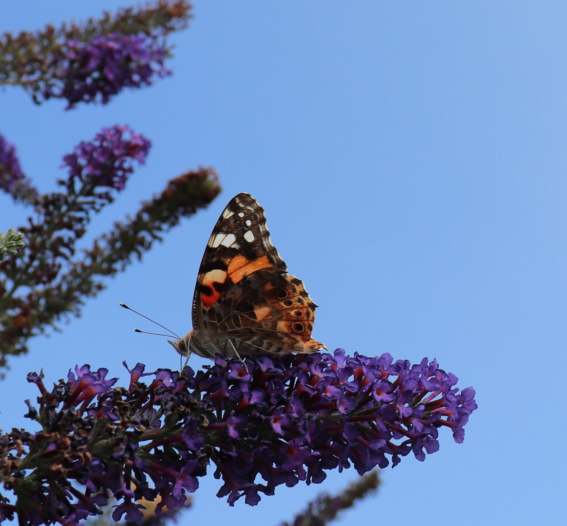 Schmetterling