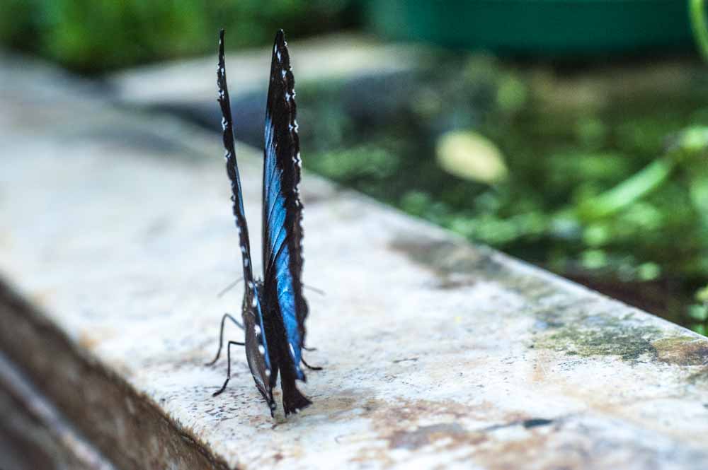 Schmetterling