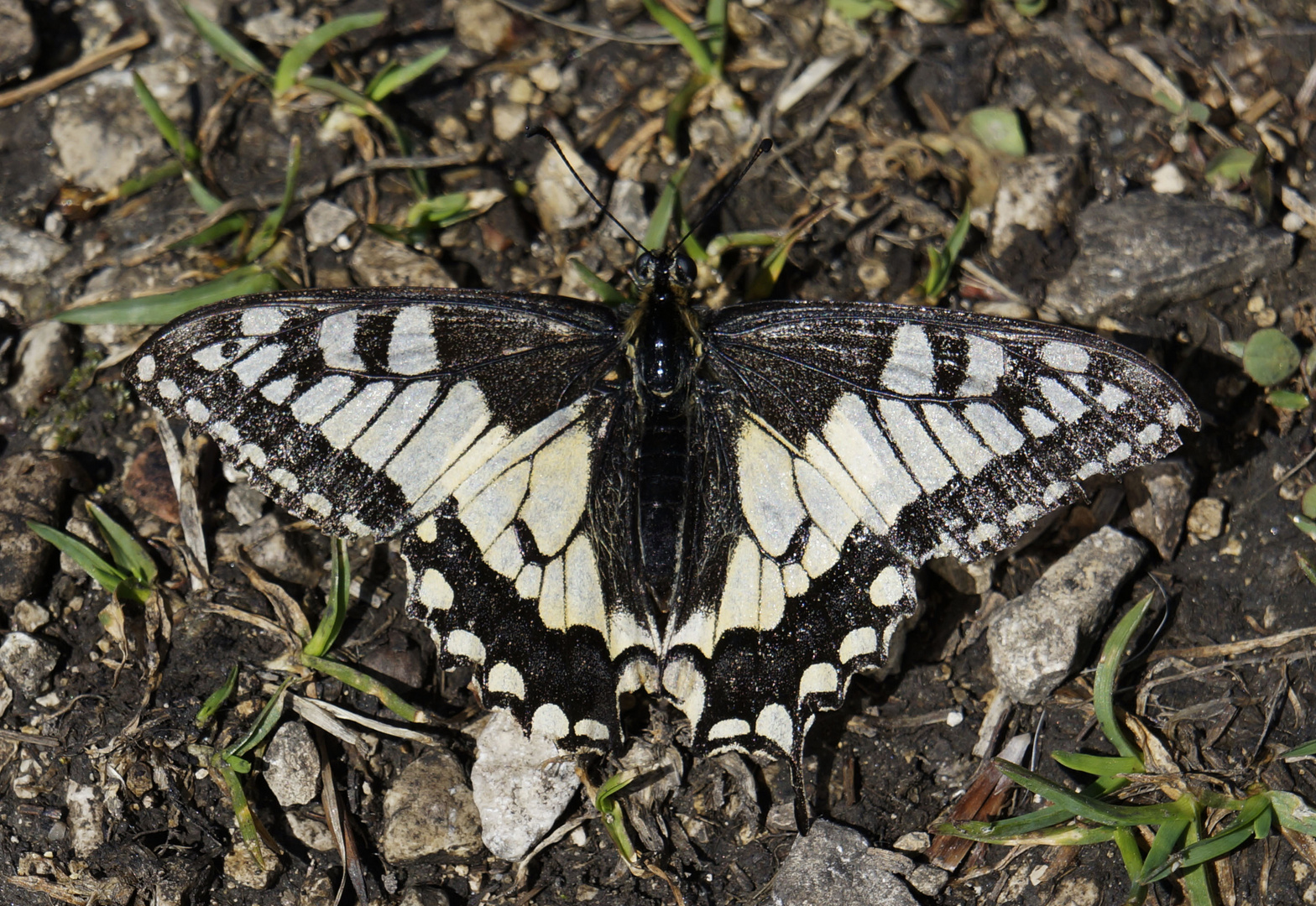 Schmetterling