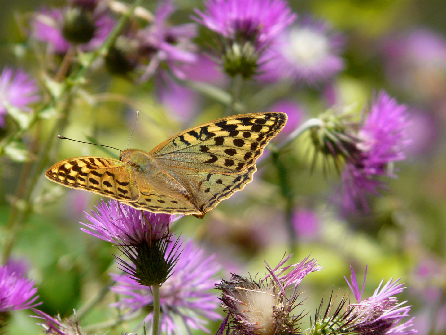 Schmetterling