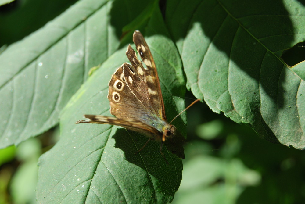 Schmetterling