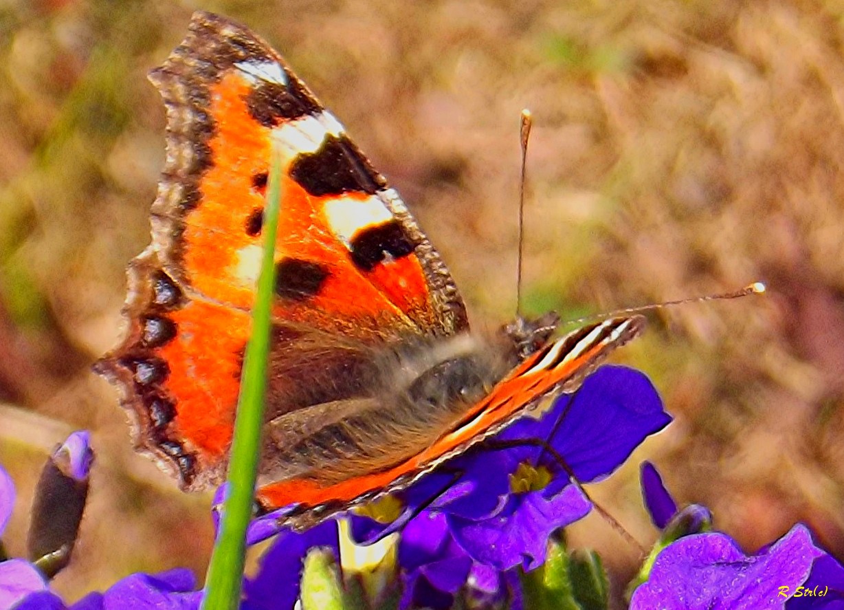 Schmetterling