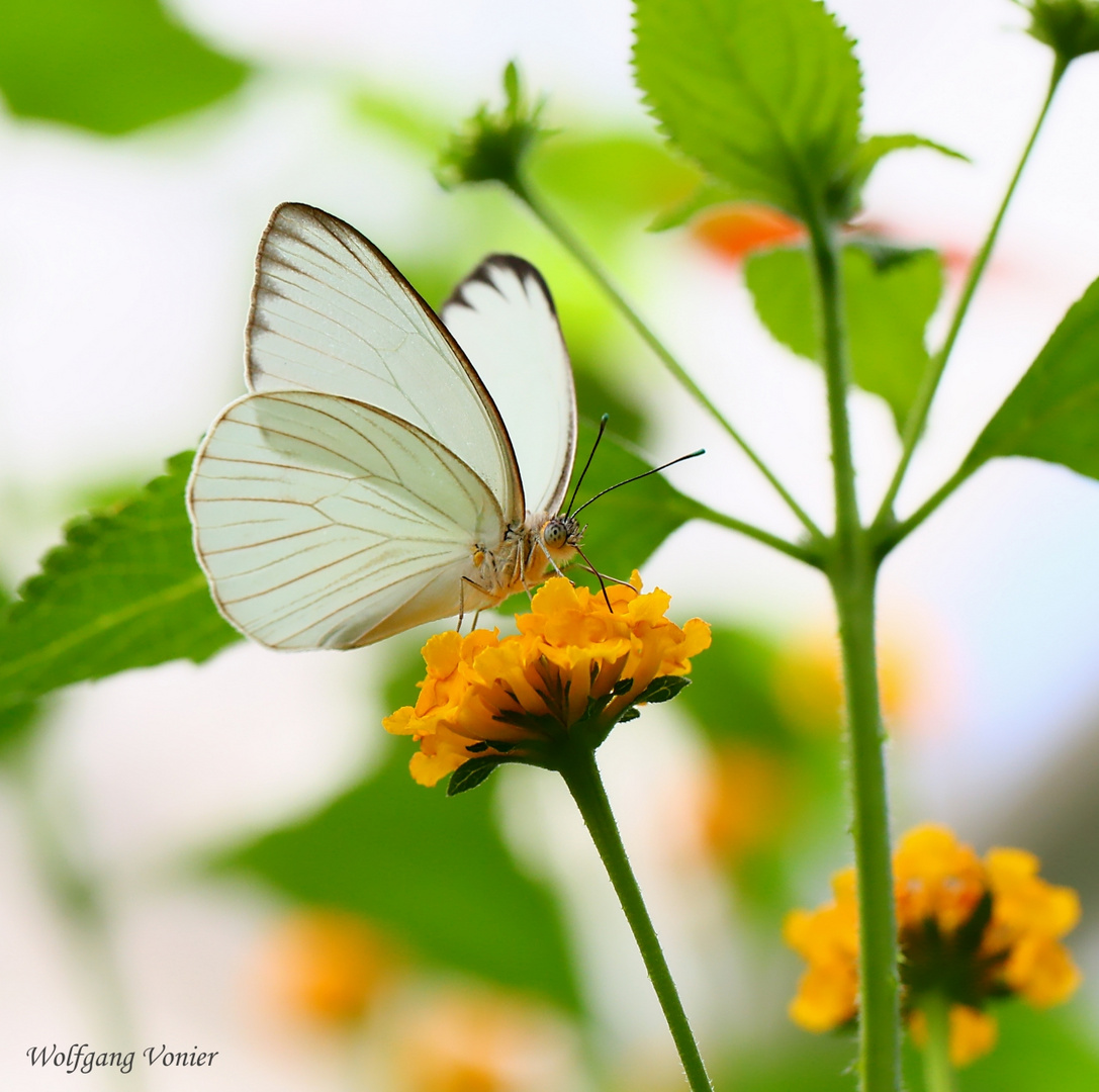 Schmetterling