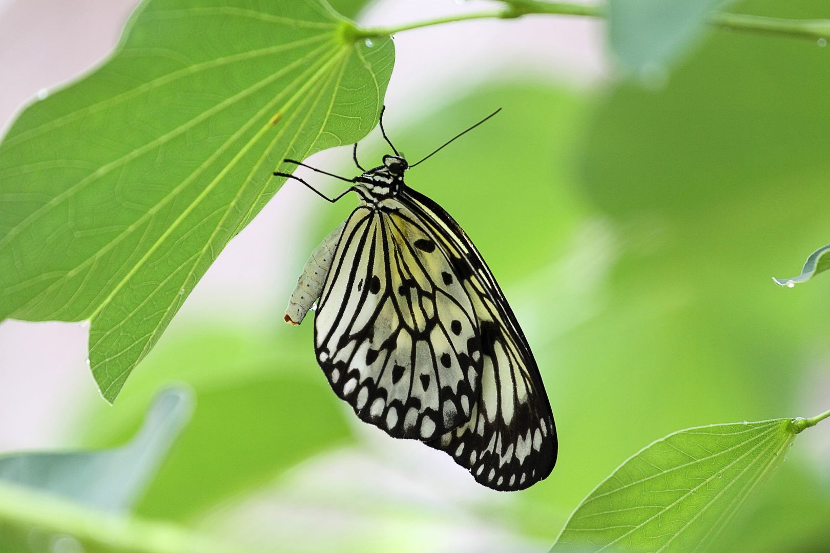 Schmetterling