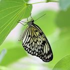 Schmetterling