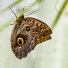 Schmetterling