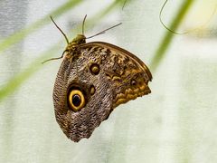 Schmetterling