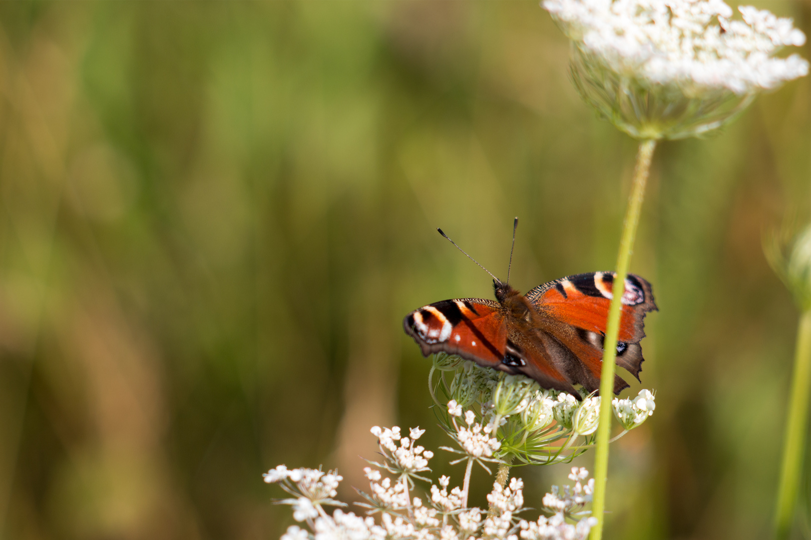 Fuchsauge schmetterling butterfly :