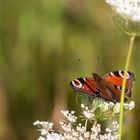 Schmetterling