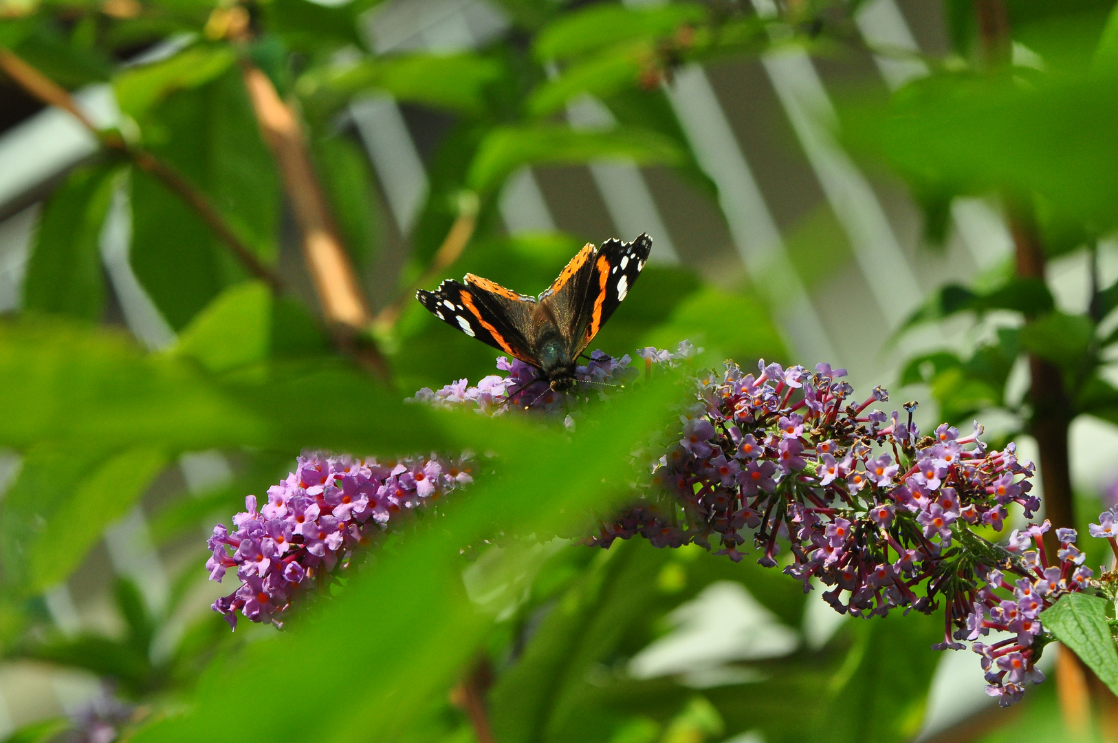 Schmetterling