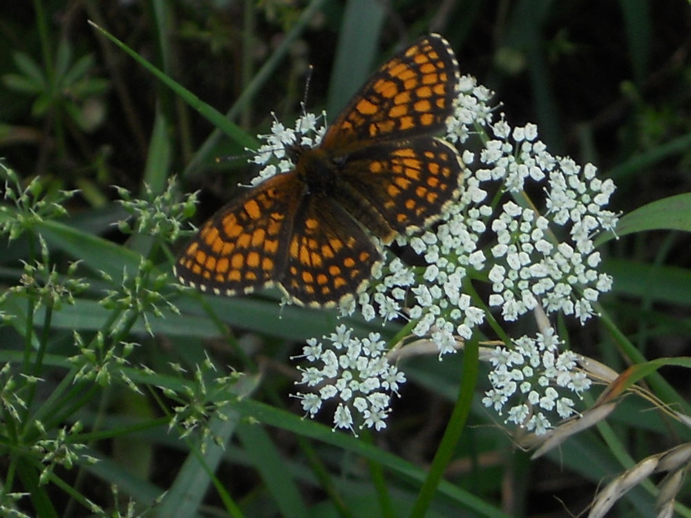 Schmetterling