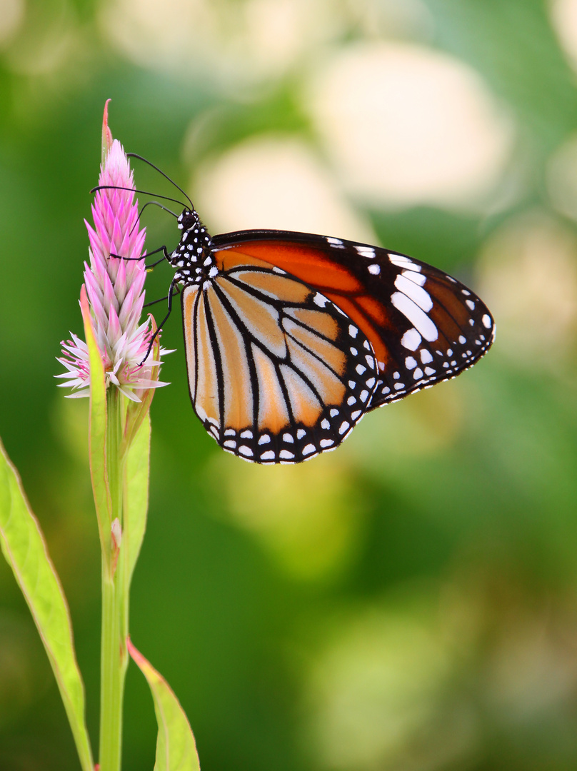 Schmetterling