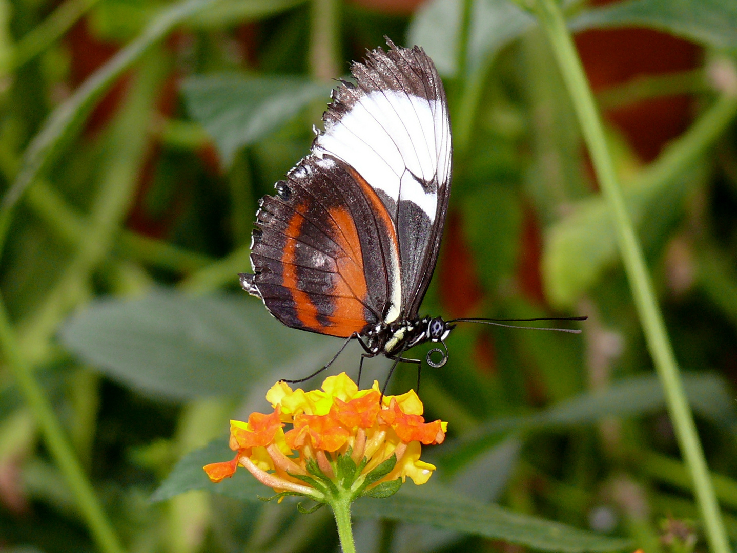 Schmetterling