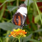 Schmetterling