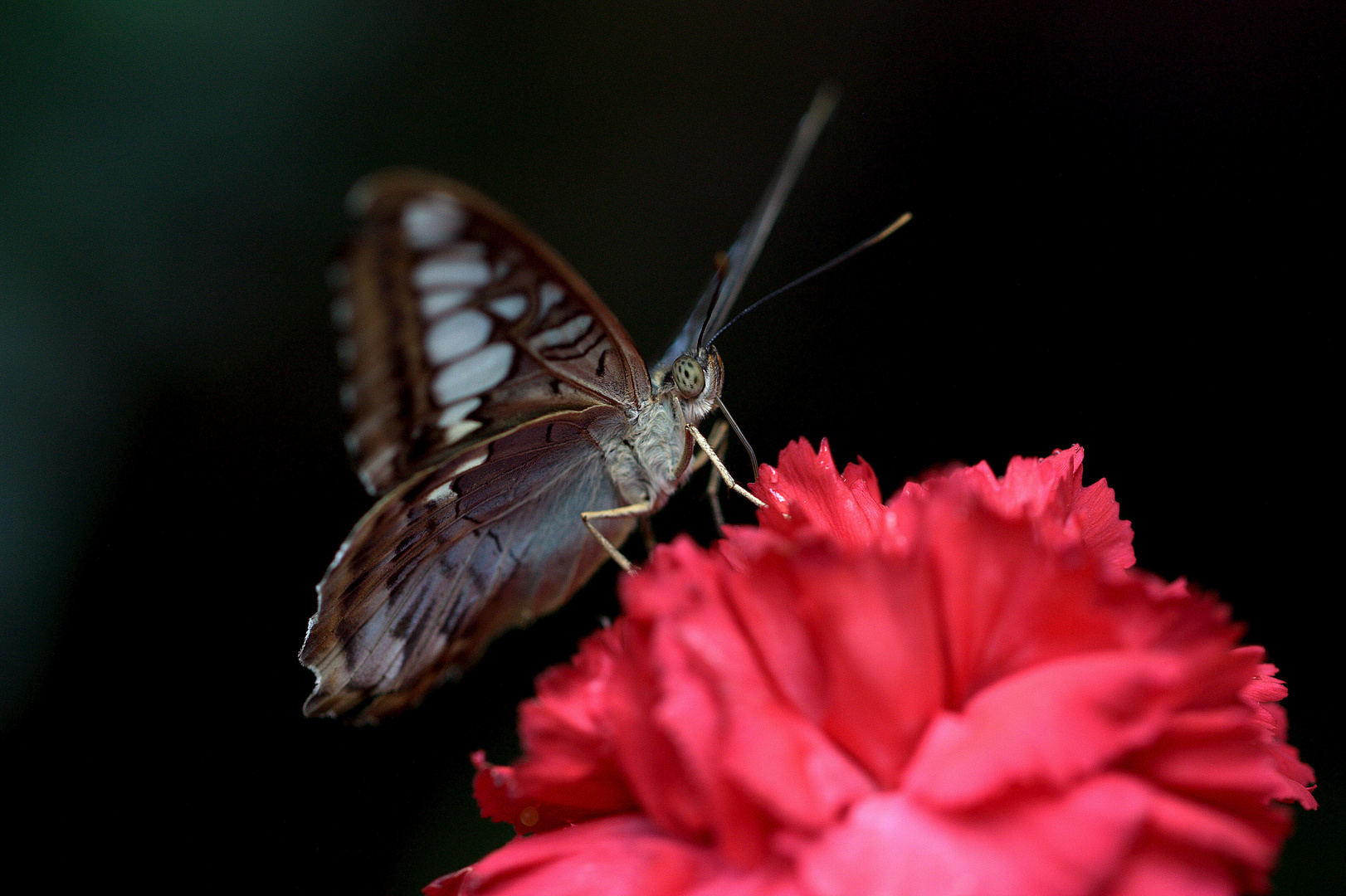 Schmetterling