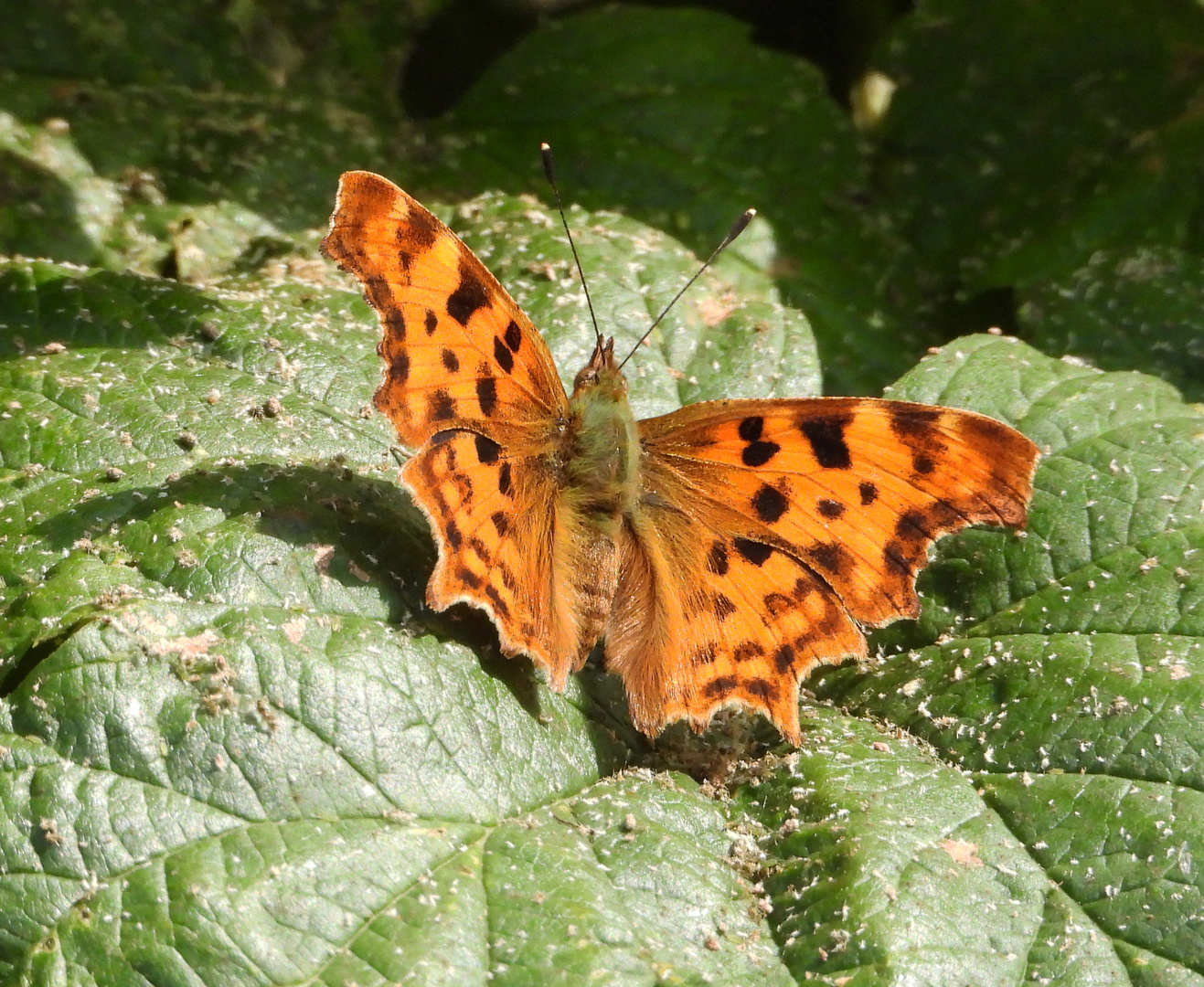 Schmetterling