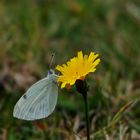 Schmetterling