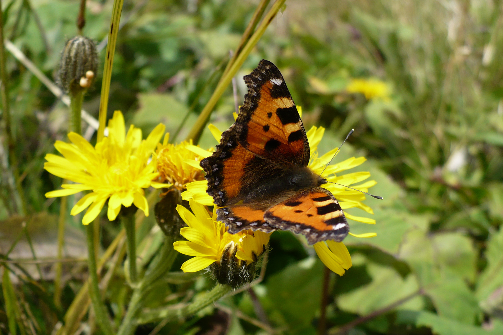 Schmetterling